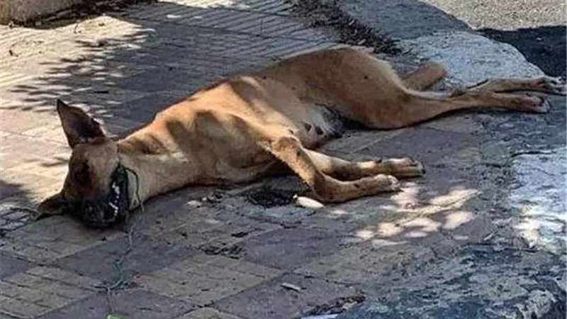 مهتز نفسيًا وراء ذبح «كلب ضال» وتصويره فيديو بالجيزة