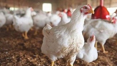 ارتفاع أسعار الدواجن.. البلدي بـ 120 جنيهًا