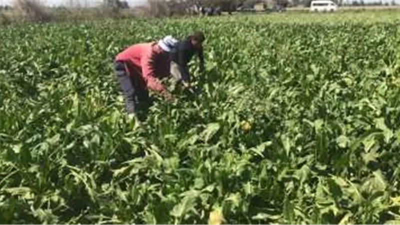 مجلس الوزراء يسلط الضوء على المنتدى الاقتصادي العالمي