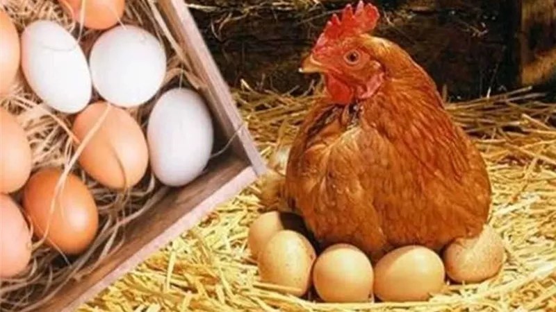 انخفاض أسعار الدواجن والبيض فى الأسواق