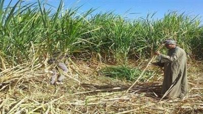 التموين تعلن ارتفاع توريد القصب لـ2 مليون و259 ألف طن وإنتاج 225 ألف طن سكر