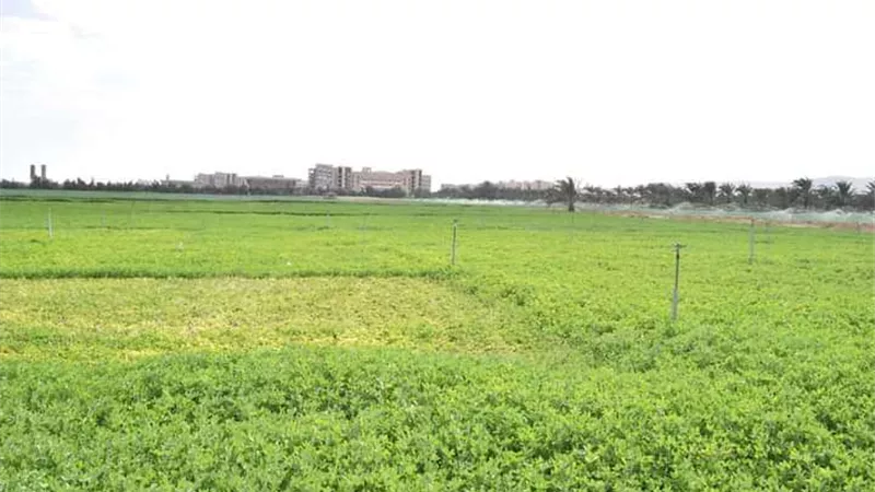مزارع جامعة سوهاج تحقق إيرادات تتجاوز 1.2 مليون جنيه خلال موسم بيع تقاوي القمح والبصل المحسن