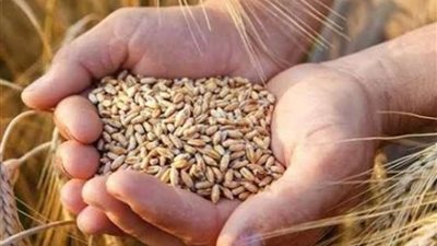 السلع التموينية تتعاقد على شراء 110 ألف طن قمح روماني وبلغاري