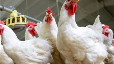 في أول أيام عيد الفطر .. ننشر أسعار الدواجن بالأسواق اليوم الاربعاء