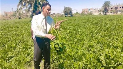وكيل زراعة أسيوط يتابع حصاد زراعات البنجر والقمح
