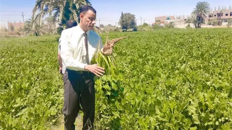 وكيل زراعة أسيوط يتابع حصاد زراعات البنجر والقمح