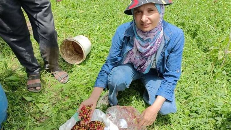 زراعة البن في القناطر