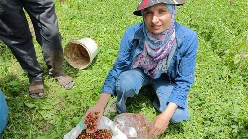 التفاصيل الكاملة لنجاح زراعة البن في القناطر الخيرية بالقليوبية