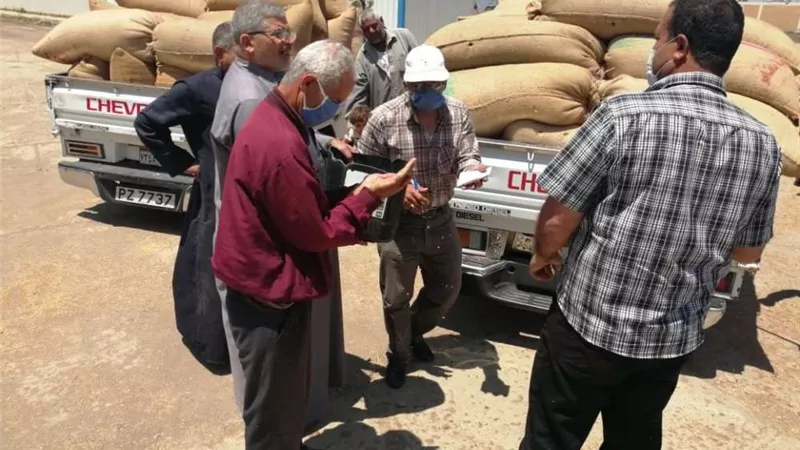 ارتفاع نسبة توريد القمح بأسيوط لـ 12 الف طن بالشون والصوامع حتى اليوم