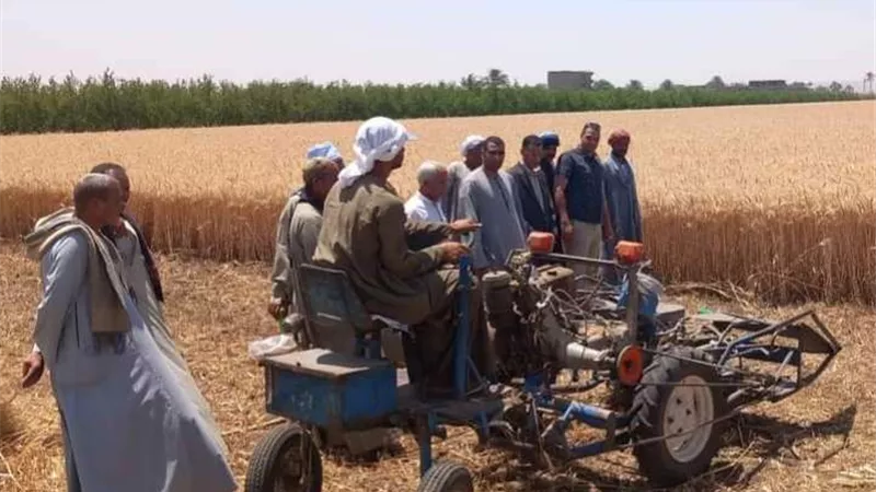 وكيل زراعة أسيوط يتابع حصاد القمح وسط فرحة المزارعين بالنخيلة