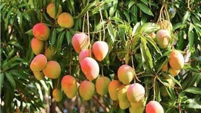 مركز المناخ يوضح تأثير حالة الطقس على أشجار الفاكهة