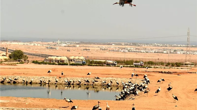 مدبولي يتفقد برج مراقبة الطيور المهاجرة بشرم الشيخ ويبحث تعزيز السياحة البيئية
