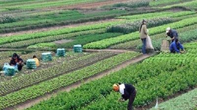 خاص| القطاع الزراعي في مصر.. طفرة غير مسبوقة تتحدى الأزمات العالمية وتحديات مُصطنعة وراء ارتفاع أسعار المحاصيل الزراعية