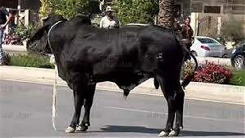 هروب عجل يتسبب في كارثة بالتجمع الخامس