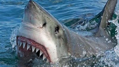 ظهور كائن بحري غامض في شاطئ الحمام بالإسكندرية يثير القلق