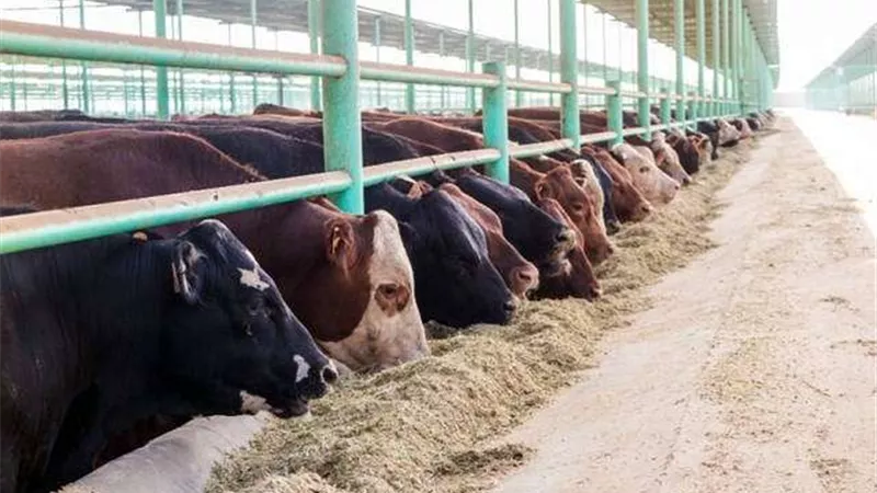 محافظ أسيوط يعلن عن طرح 3 محطات تسمين تابعة لمشروع الثروة الحيوانية بالمحافظة للإيجار في مزاد علني