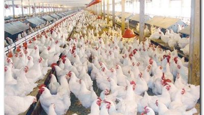 سعر الدواجن في الأسواق اليوم الثلاثاء 23-7-2024