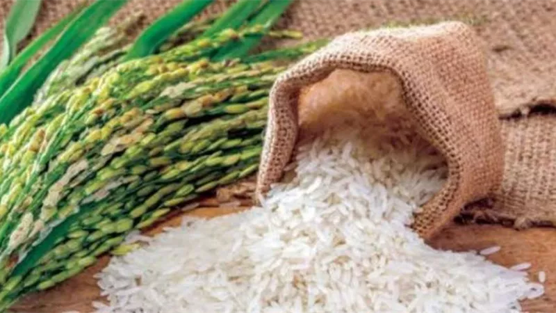انخفاض أسعار الأرز خلال العام الحالي.. خبراء يوضحون