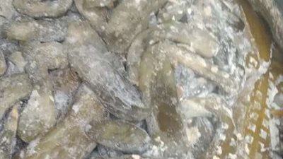 مراقبة الأغذية بالبحيرة تضبط 3 مصانع لتصنيع المخللات بدون ترخيص بالمحمودية