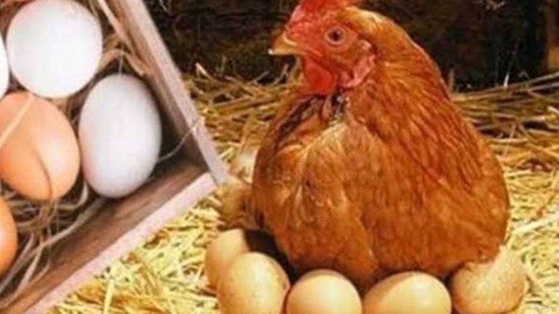 اسعار الفراخ اليوم
