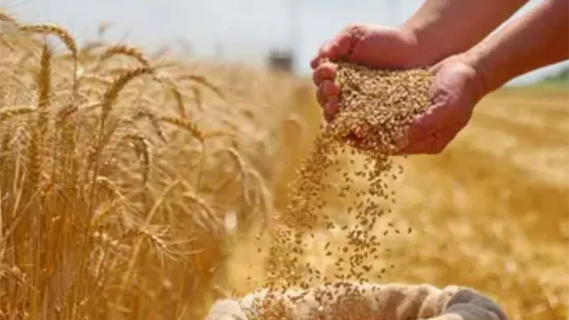رئيس شعبة الحبوب السابق: مناقصة جديدة لتوريد القمح لاستكمال المستهدف