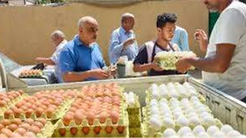 مع بداية العام الدراسي.. الزراعة تطلق منافذ متحركة لبيع البيض بأسعار مخفضة