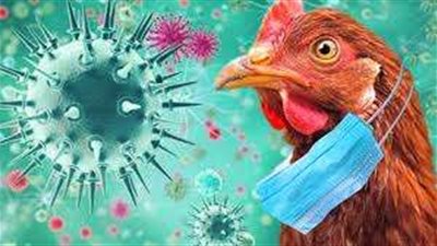 دون احتكاك بحيوان ..تسجيل أوّل إصابة بشرية بإنفلونزا الطيور في الولايات المتحدة