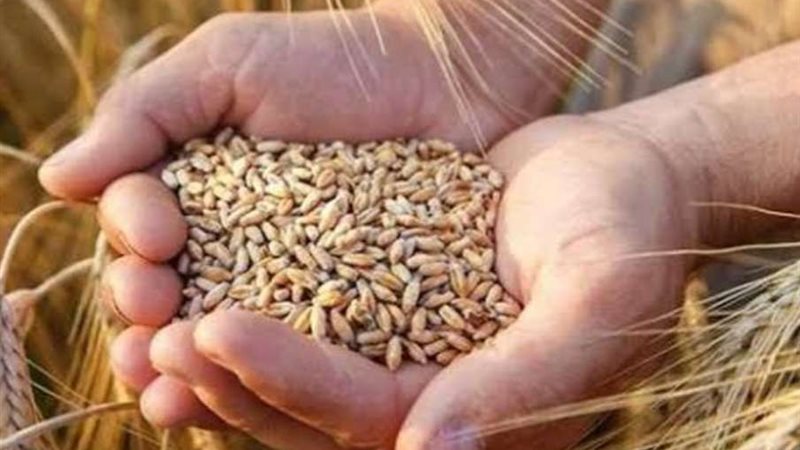 القمح المصري