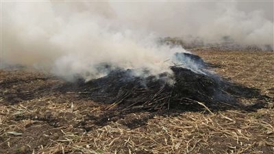 أهالي أسيوط يُطالبون بإعادة تدوير مُخلّفات الذرة