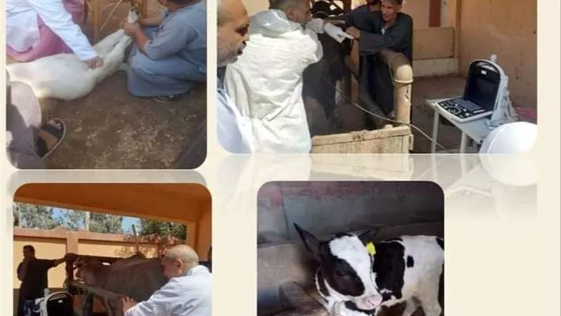 محافظ الشرقية: تعزيز الثروة الحيوانية لزيادة الإنتاج الوطني من اللحوم والألبان