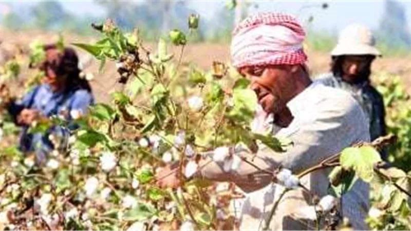 الحكومة تؤكّد التزامها بسعر ضمان القطن وتوفير التمويل اللازم لشرائه من المزارعين
