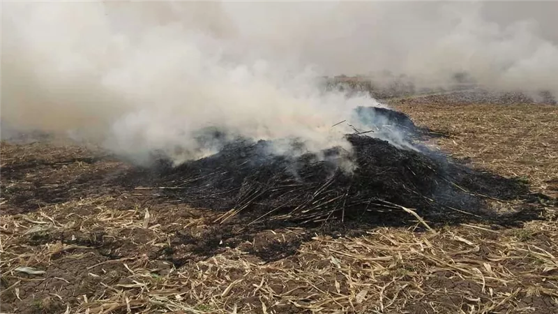 أهالي أسيوط يُطالبون بإعادة تدوير مُخلّفات الذرة