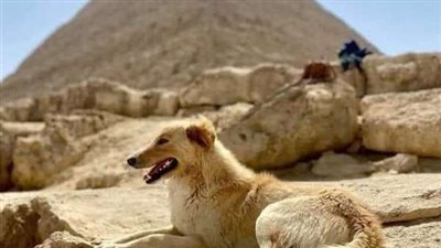 عرض شراء بقيمة 100 ألف جنيه..مصير 