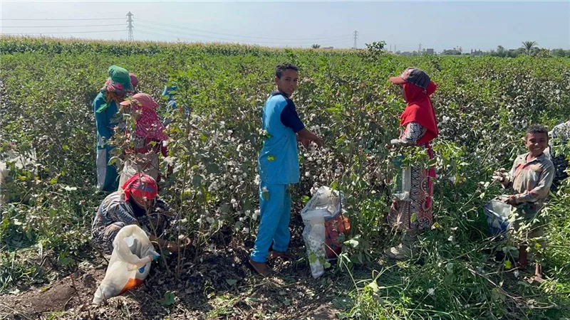 مزارعو القطن بأسيوط يحتفلون بموسم جني المحصول..موسم الخيرات والأفراح