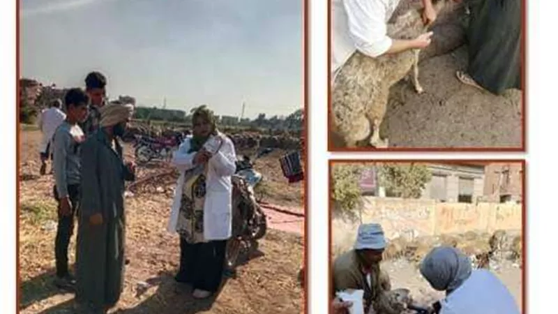 الشرقية تُحصن 118 ألف رأس أغنام وماعز ضد طاعون المجترات الصغيرة