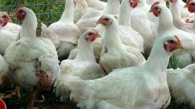 البانيه بـ 190 جنيهًا .. أسعار الدواجن والبيض في الأسواق اليوم السبت 26 اكتوبر 2024