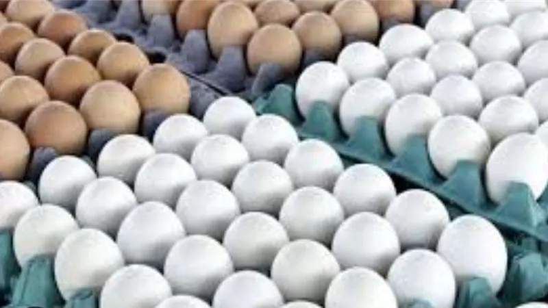 20 مليون جنيه غرامة لسماسرة بيض المائدة