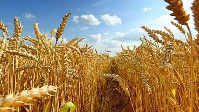 خاص|خبير اقتصادي: مصر طرحت ممارسات لاستيراد قرابة 4 ملايين طن من القمح