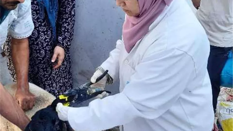 انتهاء بيطري الشرقية من تحصين 147 ألف رأس أغنام وماعز في إطار الحملة القومية ضد طاعون المجترات الصغيرة
