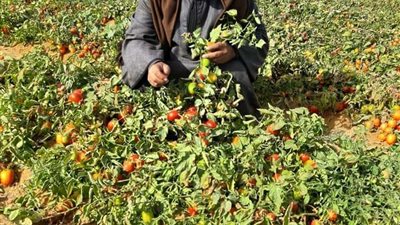 نقيب الفلاحين: انهيار متوقّع في أسعار الطماطم بسبب زيادة الإنتاج والعروة الشتوية