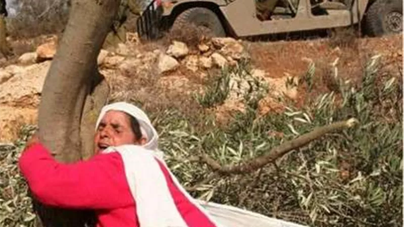 مستعمرون إسرائيليليون يقطعون عشرات الأشجار غرب بيت لحم