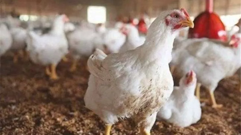 الفراخ بكام النهارده.. أسعار الوراك والأجنحة والبانيه في الأسواق اليوم الثلاثاء
