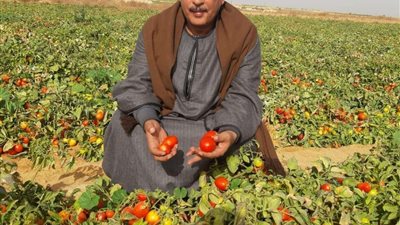 نقيب الفلاحين: انخفاض أسعار الطماطم والبطاطس دون تكلفة الإنتاج يهدد بخسائر فادحة
