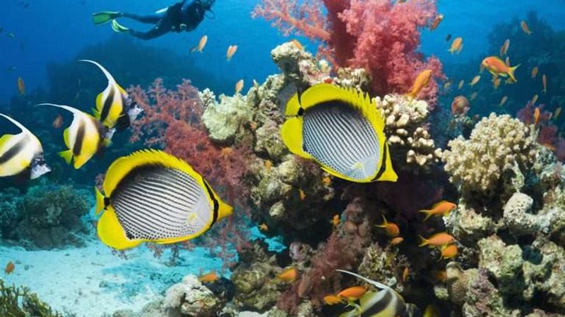 صورة توضيحية للحياة