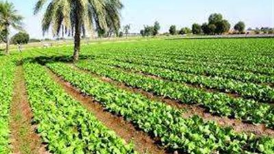 الزراعة في مصر.. استراتيجيات التكيف مع التغيرات المناخية وتعزيز الأمن الغذائي