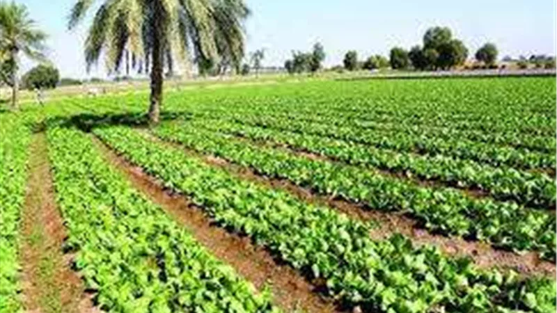 الزراعة في مصر.. استراتيجيات التكيف مع التغيرات المناخية وتعزيز الأمن الغذائي