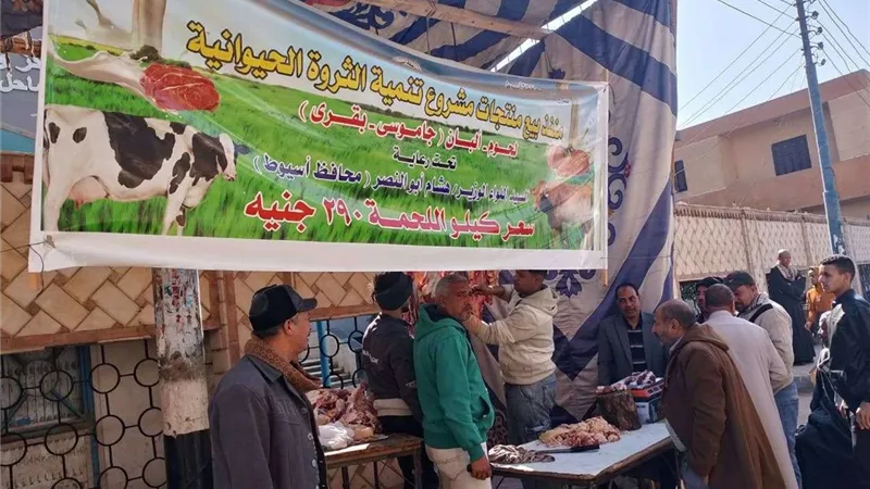 اللحمة بـ290 جنيها.. إنتاج مشروعات الثروة الحيوانية بأسيوط تواجه غلاء الأسعار