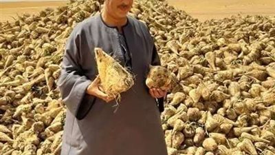 نقيب الفلاحين: البطاطس البنفسجية تقدم قيمة غذائية عالية وتُعزز الاقتصاد الزراعي في مصر