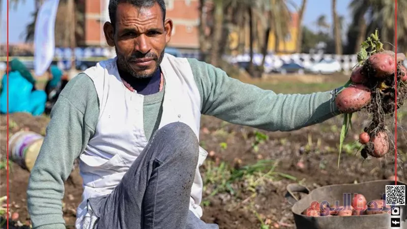 نقيب الفلاحين: البطاطس الزرقاء لها قيمة غذائيه أعلى من الصفراء وسيتم زراعة أنواع غريبة
