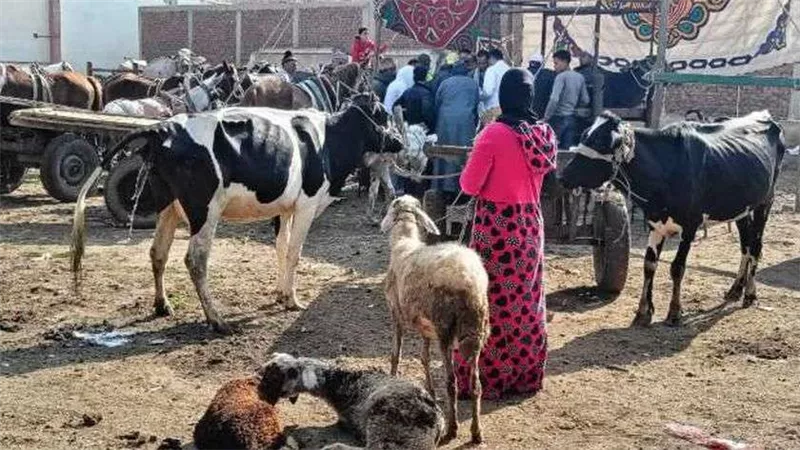 فحصت 1521 حالة.. قافلة بيطرية مجانية بكفر الشيخ